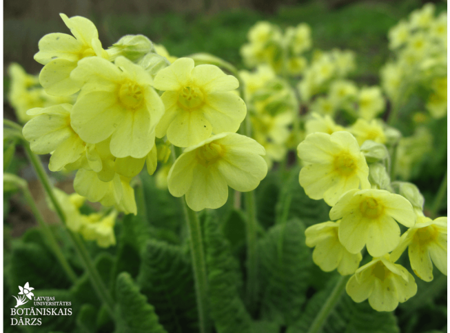 Primula elatior